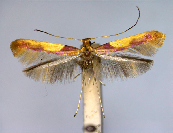 /filer/webapps/moths_gc/media/images/M/monspessulanella_Caloptilia_ST_EIHU.jpg