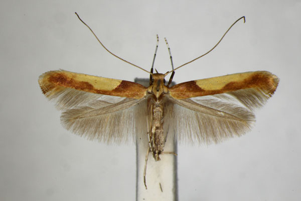 /filer/webapps/moths_gc/media/images/M/monspessulanella_Caloptilia_ST_ZSM.jpg