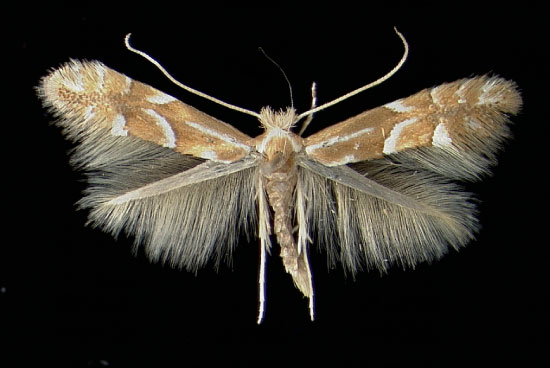 /filer/webapps/moths_gc/media/images/M/monspessulanella_Phyllonorycter_A_Loreley29041969_MHNG.jpg