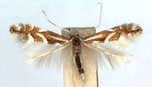 /filer/webapps/moths_gc/media/images/M/monspessulanella_Phyllonorycter_A_WJDP.jpg