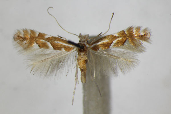 /filer/webapps/moths_gc/media/images/M/monspessulanella_Phyllonorycter_A_ZSM.jpg
