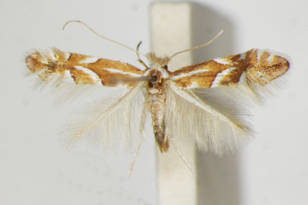 /filer/webapps/moths_gc/media/images/M/monspessulanella_Phyllonorycter_A_ZSM_3.jpg