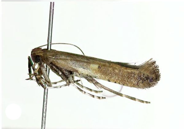 /filer/webapps/moths_gc/media/images/M/monticola_Caloptilia_A_Kim-etal_2022_7.jpg
