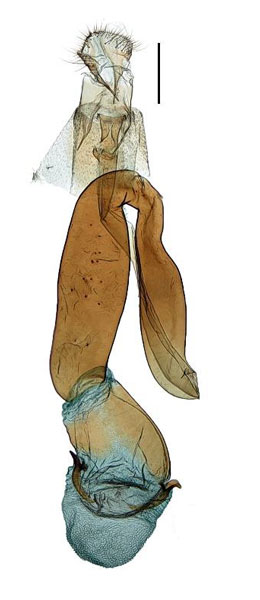/filer/webapps/moths_gc/media/images/M/monticola_Caloptilia_GF_Kim-etal_2022_8.jpg