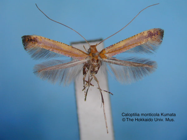 /filer/webapps/moths_gc/media/images/M/monticola_Caloptilia_HT_EIHU.jpg