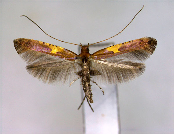 /filer/webapps/moths_gc/media/images/M/monticola_Caloptlia_A_EIHU.jpg