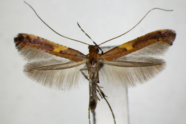 /filer/webapps/moths_gc/media/images/M/monticola_Caloptlia_A_ZSM.jpg
