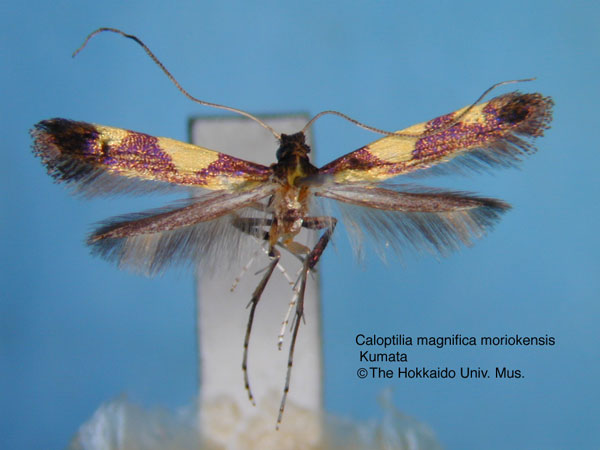 /filer/webapps/moths_gc/media/images/M/moriokensis_Caloptilia_HT_EIHU.jpg