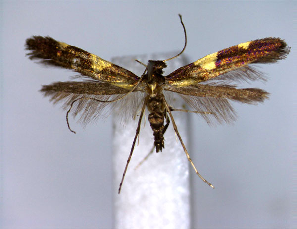 /filer/webapps/moths_gc/media/images/M/moriokensis_Caloptilia_PT_EIHU.jpg