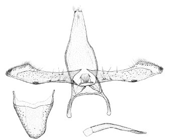 /filer/webapps/moths_gc/media/images/M/morogorene_Cameraria_GM_DePrins.jpg