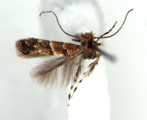 /filer/webapps/moths_gc/media/images/M/morogorene_Cremastobombycia_HT_RMCA.jpg