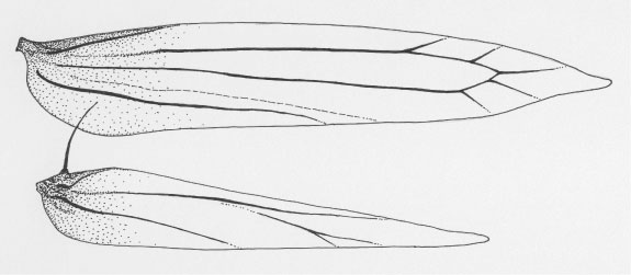 /filer/webapps/moths_gc/media/images/M/morogorene_Cremastobombycia_W_DePrins3793.jpg