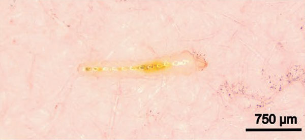 /filer/webapps/moths_gc/media/images/M/morrisella_Macrosaccus_larva1_Lopes-dos-Santos_2024_4.jpg