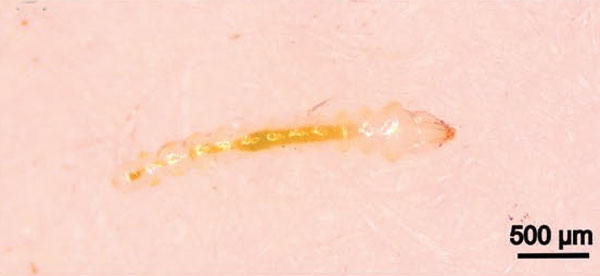/filer/webapps/moths_gc/media/images/M/morrisella_Macrosaccus_larva2_Lopes-dos-Santos_2024_4.jpg