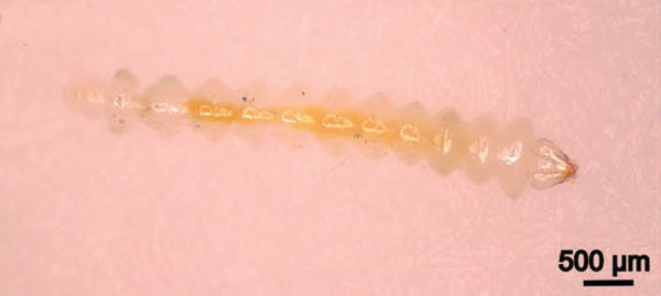 /filer/webapps/moths_gc/media/images/M/morrisella_Macrosaccus_larva3_Lopes-dos-Santos_2024_4.jpg