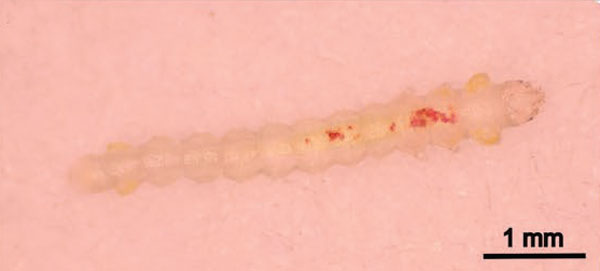 /filer/webapps/moths_gc/media/images/M/morrisella_Macrosaccus_larva4_Lopes-dos-Santos_2024_4.jpg