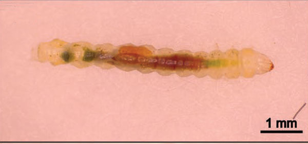 /filer/webapps/moths_gc/media/images/M/morrisella_Macrosaccus_larva5_Lopes-dos-Santos_2024_4.jpg