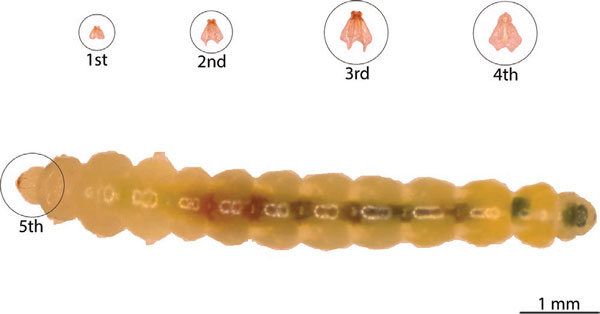 /filer/webapps/moths_gc/media/images/M/morrisella_Macrosaccus_larva5_Lopes-dos-Santos_2024_5.jpg