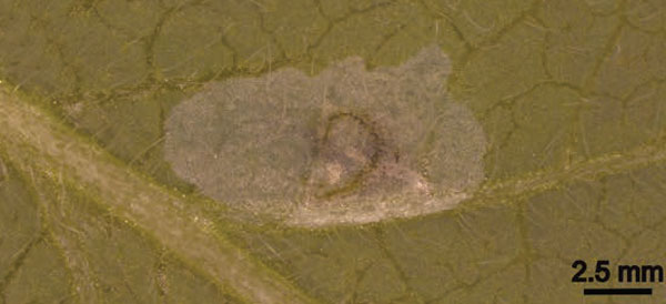 /filer/webapps/moths_gc/media/images/M/morrisella_Macrosaccus_mine2_Lopes-dos-Santos_2024_4.jpg