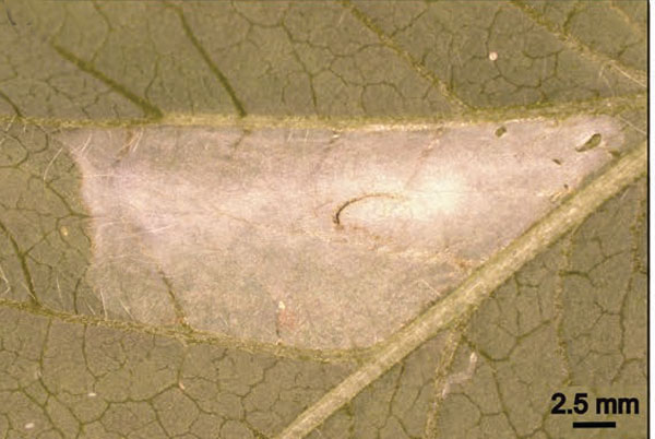 /filer/webapps/moths_gc/media/images/M/morrisella_Macrosaccus_mine3_Lopes-dos-Santos_2024_4.jpg