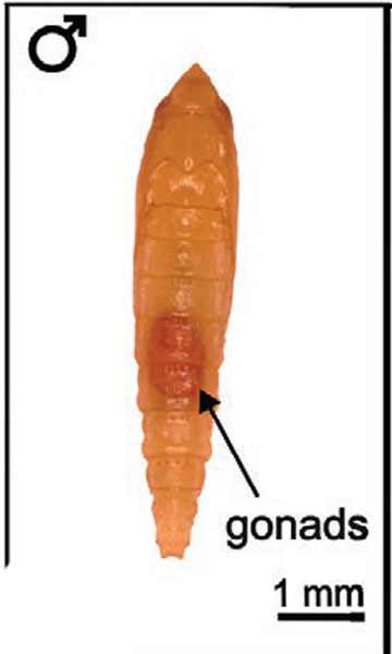 /filer/webapps/moths_gc/media/images/M/morrisella_Macrosaccus_pupa1_Lopes-dos-Santos_2024_7.jpg