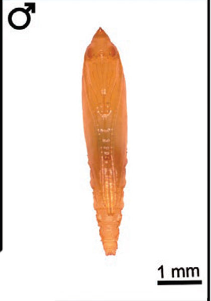 /filer/webapps/moths_gc/media/images/M/morrisella_Macrosaccus_pupa2_Lopes-dos-Santos_2024_7.jpg