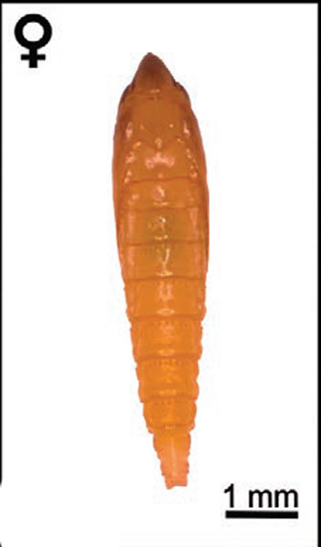 /filer/webapps/moths_gc/media/images/M/morrisella_Macrosaccus_pupa3_Lopes-dos-Santos_2024_7.jpg
