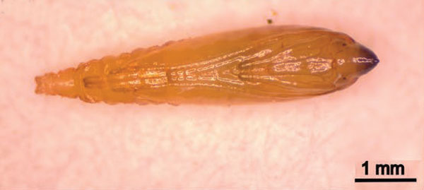 /filer/webapps/moths_gc/media/images/M/morrisella_Macrosaccus_pupa_Lopes-dos-Santos_2024_4.jpg