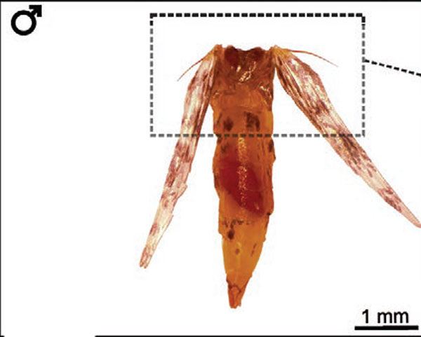 /filer/webapps/moths_gc/media/images/M/morrisella_Macrosaccus_thorax1_Lopes-dos-Santos_2024_7.jpg