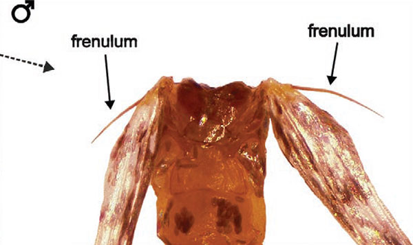 /filer/webapps/moths_gc/media/images/M/morrisella_Macrosaccus_thorax2_Lopes-dos-Santos_2024_7.jpg