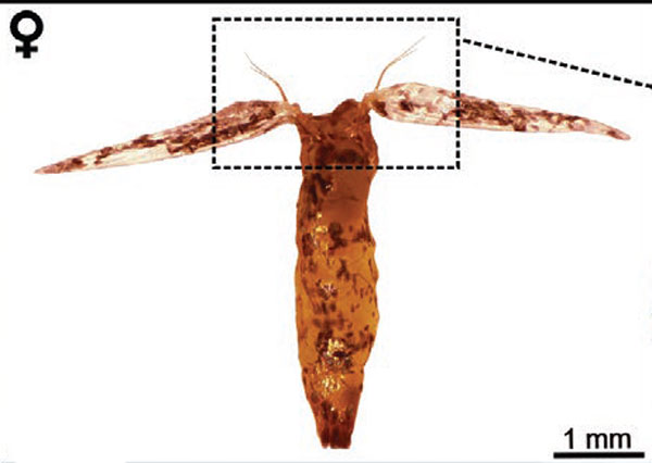 /filer/webapps/moths_gc/media/images/M/morrisella_Macrosaccus_thorax3_Lopes-dos-Santos_2024_7.jpg