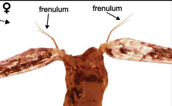 /filer/webapps/moths_gc/media/images/M/morrisella_Macrosaccus_thorax4_Lopes-dos-Santos_2024_7.jpg