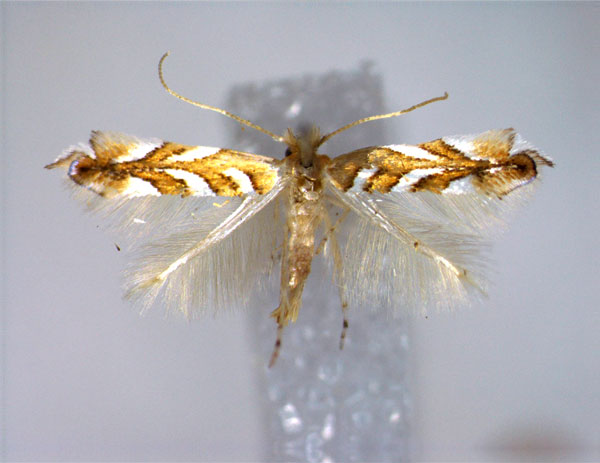 /filer/webapps/moths_gc/media/images/M/muelleriella_Phyllonorycter_A_EIHU.jpg
