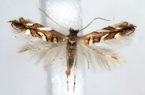 /filer/webapps/moths_gc/media/images/M/muelleriella_Phyllonorycter_A_WJDP.jpg