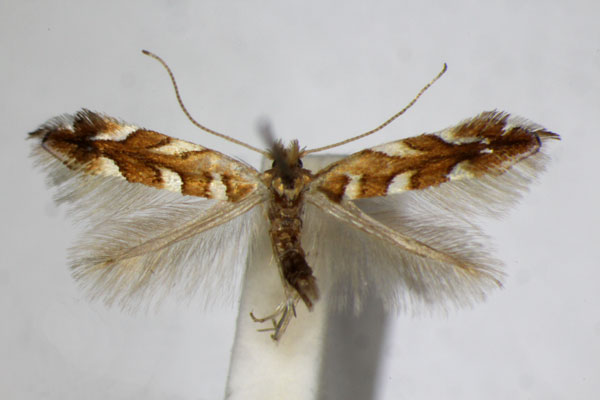/filer/webapps/moths_gc/media/images/M/muelleriella_Phyllonorycter_A_ZSM.jpg