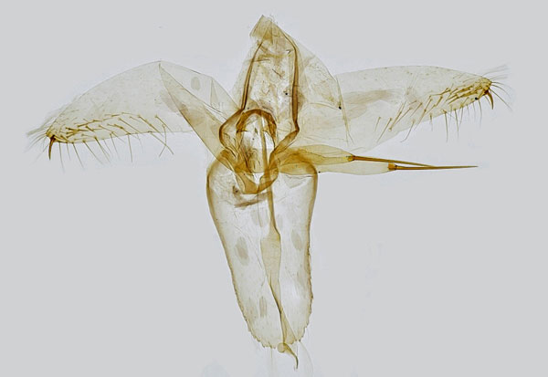 /filer/webapps/moths_gc/media/images/M/muelleriella_Phyllonorycter_GM_Hall.jpg
