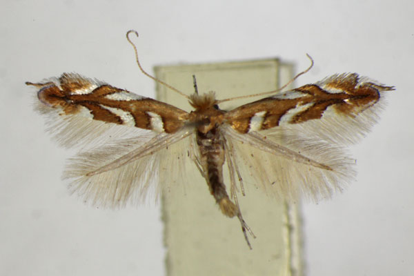 /filer/webapps/moths_gc/media/images/M/muelleriella_amyotella_Phyllonorycter_A_ZSM.jpg