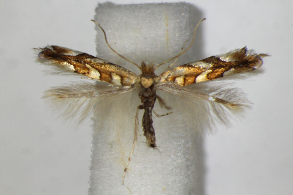 /filer/webapps/moths_gc/media/images/M/muelleriella_amyotella_Phyllonorycter_A_ZSM_2.jpg