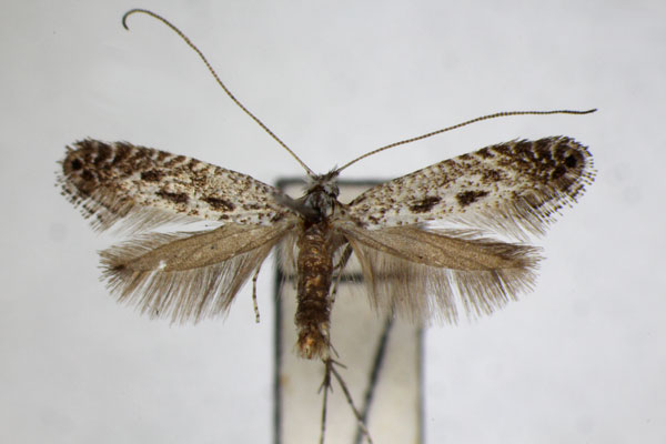 /filer/webapps/moths_gc/media/images/M/multimaculata_Parornix_A_ZSM.jpg