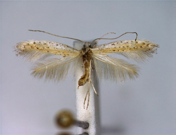 /filer/webapps/moths_gc/media/images/M/multipunctella_Aspilapteryx_A_EIHU.jpg