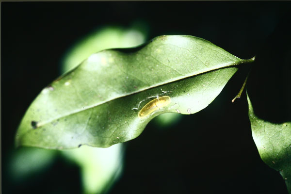 /filer/webapps/moths_gc/media/images/M/mwamba-Caloptilia_transparent Cocoon_LR.jpg