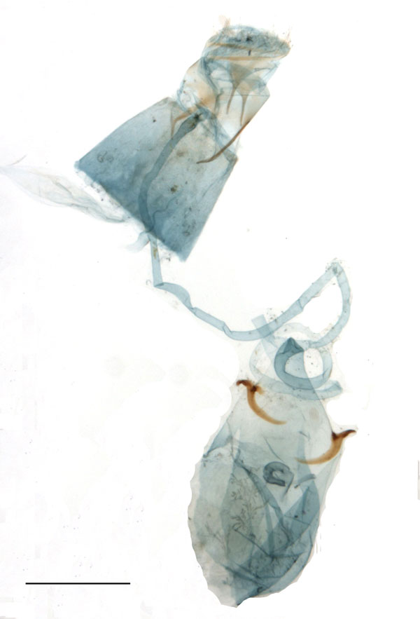 /filer/webapps/moths_gc/media/images/M/mwamba_Caloptilia_FG_PT_DePrins_LR.jpg