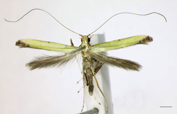 /filer/webapps/moths_gc/media/images/M/mwamba_Caloptilia_HT_NMK_LR.jpg