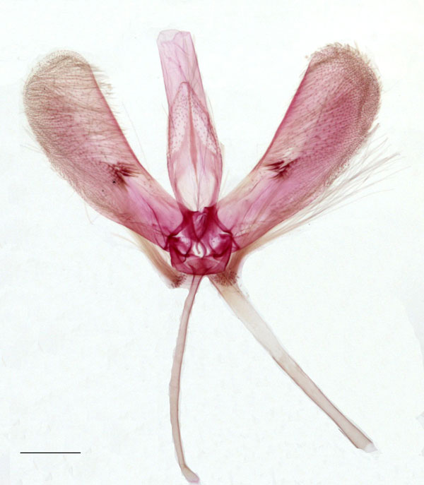 /filer/webapps/moths_gc/media/images/M/mwamba_Caloptilia_MG_PT_DePrins_LR.jpg