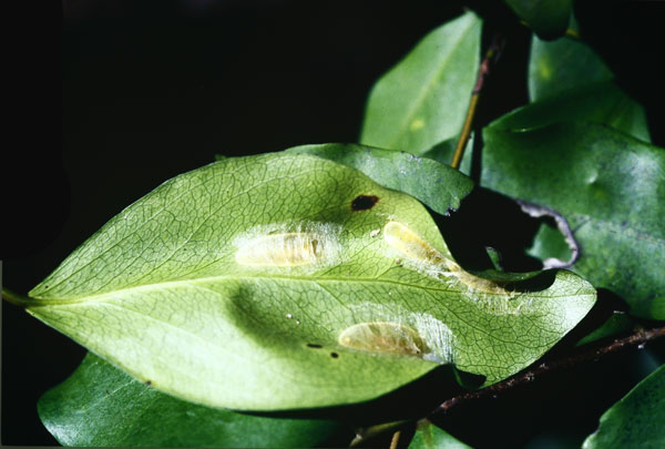 /filer/webapps/moths_gc/media/images/M/mwamba_Caloptilia_Multiple-cocoons_LR.jpg