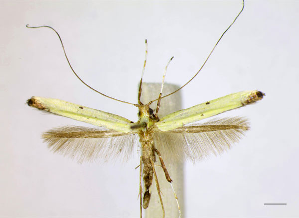 /filer/webapps/moths_gc/media/images/M/mwamba_Caloptilia_PT_MHNG_LR.jpg