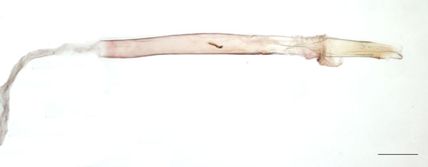 /filer/webapps/moths_gc/media/images/M/mwamba_Caloptilia_aedoeagus_PT_DePrins_LR.jpg