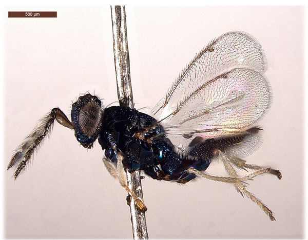 /filer/webapps/moths_gc/media/images/M/mwamba_Caloptilia_risbeci_Afrotroppopsis_2_LR.jpg