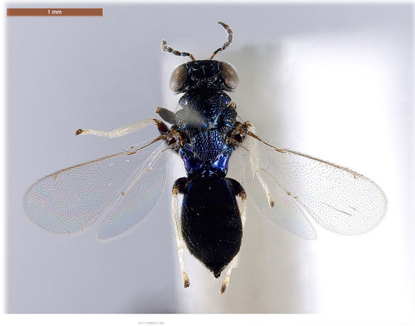 /filer/webapps/moths_gc/media/images/M/mwamba_Caloptilia_risbeci_Afrotroppopsis_LR.jpg