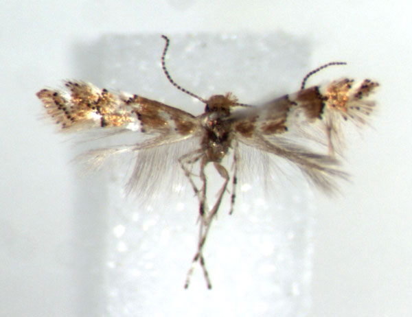 /filer/webapps/moths_gc/media/images/M/mwatawalai_Phyllonorycter_HT_RMCA.jpg